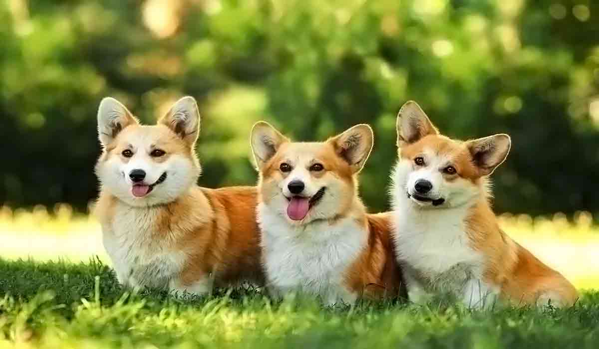 ddos攻击器安卓ios下载